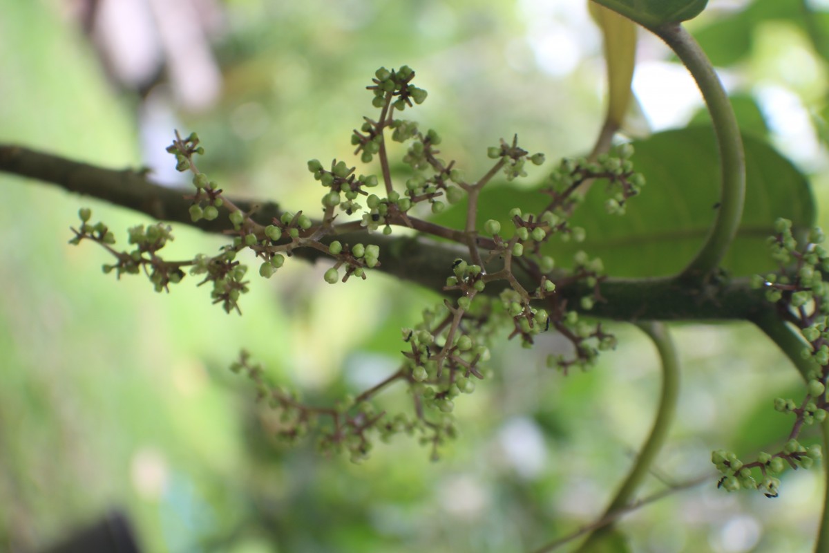 Dendrocnide sinuata (Blume) Chew